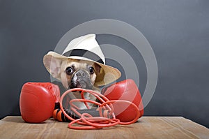 Dog athlete breed bulldog sits in a white stylish hat posing in red boxing gloves and a skipping rope at a wooden table.
