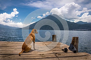 Dog at Atitlan Lake
