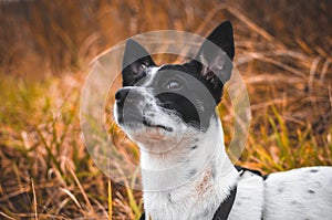 Dog in atmospheric field, portrait of basenji