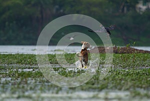 Dog attacking purple moorhens in a local lake in Indore