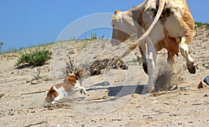 Dog attacks a cow