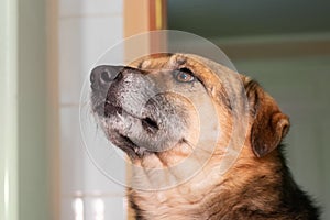 Dog with an attentive look in the room, portrait of a dog in profile close up