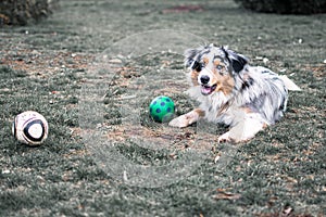 Dog austarlian shepherd lying on gras playing with ball