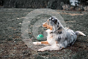 Dog austarlian shepherd lying on gras playing with ball 2