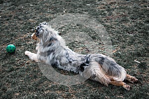 Dog austarlian shepherd lying on gras playing with ball 3