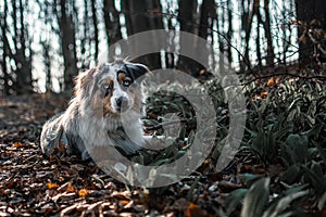 Dog austarlian shepherd lying on path in wild garlic forest blue merle