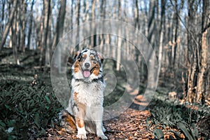 Dog austarlian shepherd sitting on path in wild garlic forest blue merle