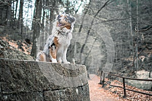 Dog austarlian shepherd sitting on a rock near a trail path in wild garlic forest blue merle