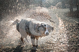 Dog austarlian shepherd waterdrops everywhere wet