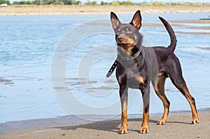 A dog of Australian kelpie breed plays on sand and in a river