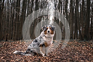 Dog australian shepherd blue merle sitting on ground in forest