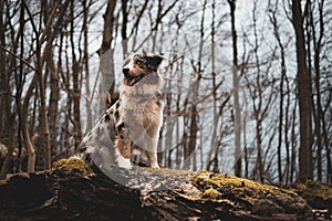 Dog australian shepherd blue merle sitting on rock in forest