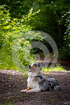 Dog australian shepherd blue merle waiting path on german inner border shallow depth of field