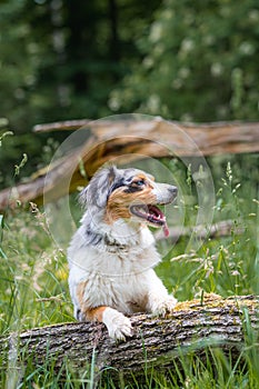 Dog australian shepherd blue merle waiting on tree trunk on german inner border shallow depth of field tree