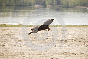 Dog, Australian Shepherd, catching frisbee