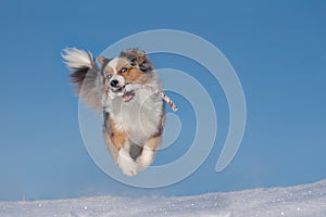 Dog, Australian Shepherd jumps, runs, raging with joy in the snow