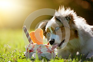 Dog, Australian Shepherd licking on an ice cream