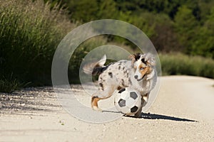 Dog; Australian Shepherd playing with football