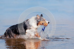 Dog, Australian Shepherd retrieves ball from water