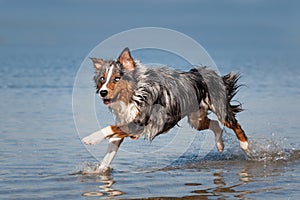 Dog, Australian Shepherd, running across the water, jumping