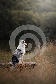 Dog Australian Shepherd sitting on a bench. Pet in nature. Autumn mood