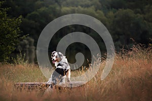 Dog Australian Shepherd sitting on a bench. Pet in nature. Autumn mood