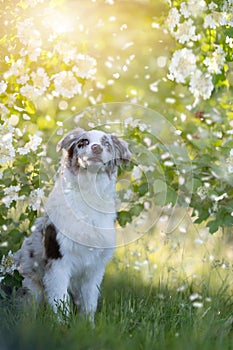 Dog Australian Shepherd sitting in front of a flowering bush in springtime