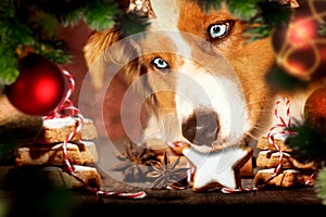 Dog, Australian Shepherd stealing Christmas cookies