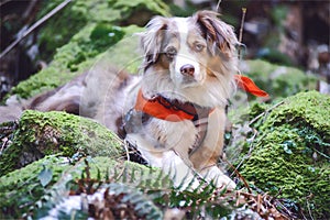 Dog Australien sheppard placed on Green stones