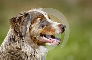 Dog, autralian shepherd in a meadow