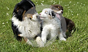 Dog, autralian shepherd in a meadow