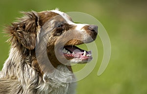 Dog, autralian shepherd in a meadow