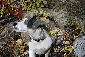 Dog Autumn Background Jack Russell Terrier