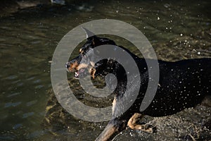 dog autumn day swims in the river