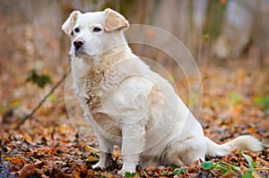 Dog in the autumn forest