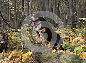 Dog in the Autumn Forest