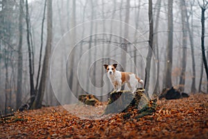 Dog in autumn forest. Jack Russell Terrier on a stump.