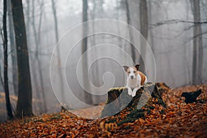 Dog in autumn forest. Jack Russell Terrier on a stump.