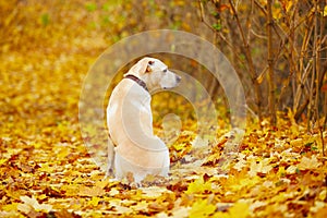 Dog in autumn