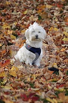 Il cane autunno foglie 