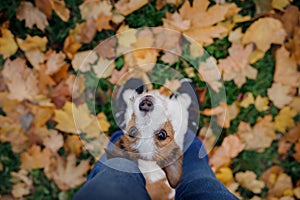 Dog in autumn leaves flat lay. lhappy jack russell terrier plays