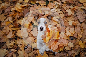 Dog in autumn leaves flat lay. lhappy jack russell terrier plays