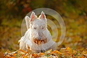 Dog in autumn leaves. White wheaten Scottish terrier, sitting on gravel road with orange leaves during autumn, yellow tree forest