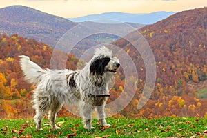 El perro en otono en montanas 