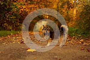 Dog in autumn scenery
