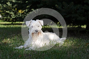 Dog on the autumn sun