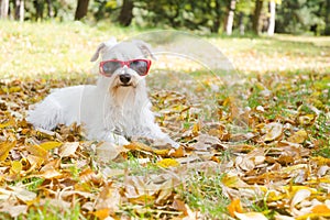 Dog on the autumn sun