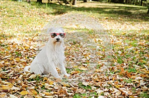 Dog on the autumn sun