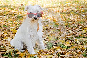 Dog on the autumn sun