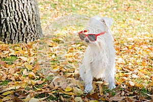 Dog on the autumn sun